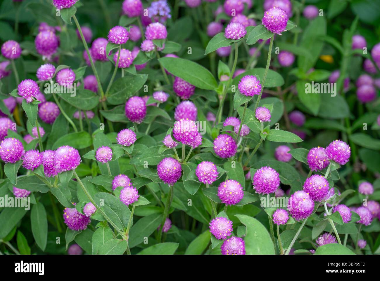 Pink Globe Amaranth Blumen wachsen in einem Blumenbeet. Geringe Schärfentiefe Stockfoto