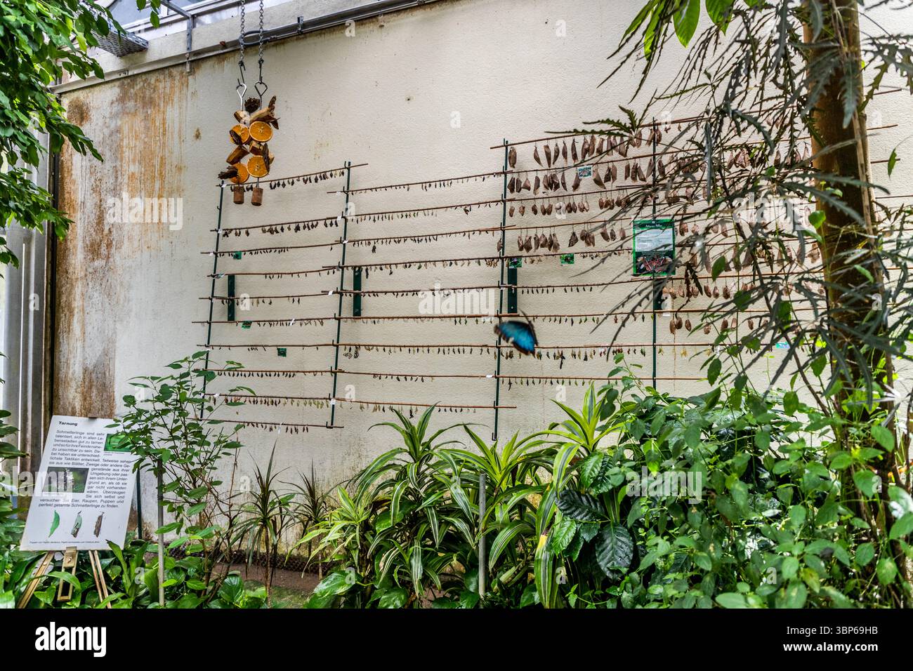 Eine Mauer im Schmetterlingshaus auf der Insel Mainau in Konstanz zeigt zahlreiche Schmetterlingspuppen, die an horizontalen Stäben hängen und auf Schlüpfen warten. Ein blauer Schmetterling kann im Flug gesehen werden, während ein Fütterungsbereich mit Orangen und üppigen tropischen Pflanzen die Landschaft bereichern. Ein Informationsschild erklärt auch die Tarnung der Schmetterlinge, so dass Besucher den Lebenszyklus dieser faszinierenden Insekten aus nächster Nähe erleben können. Stockfoto