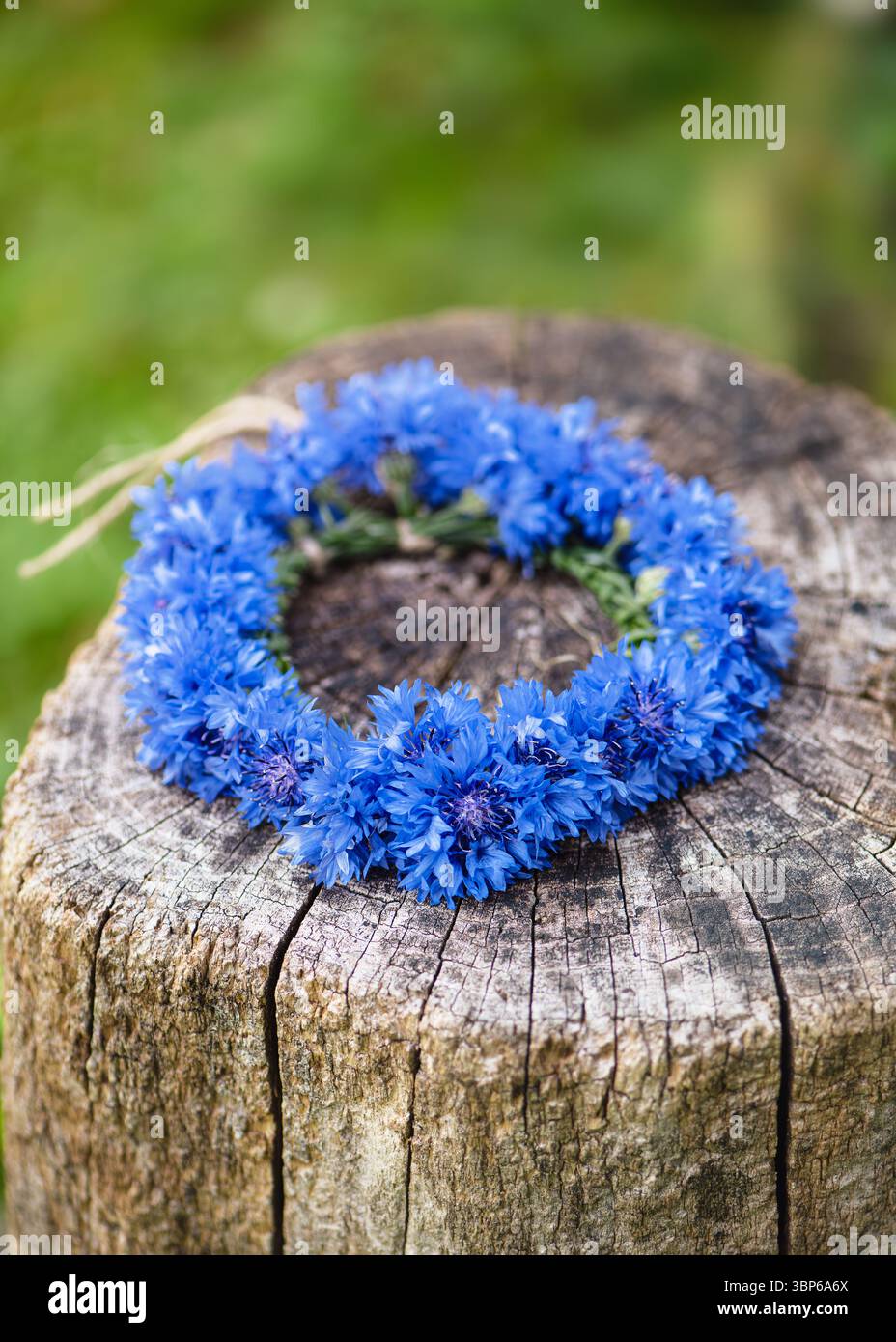 Handgefertigter Sommerkranz mit leuchtend blauen Kornblumen (Centaurea cyanus), wunderschön auf einem rustikalen Gartenbaumstumpf ausgestellt. Selektiver Fokus. Stockfoto