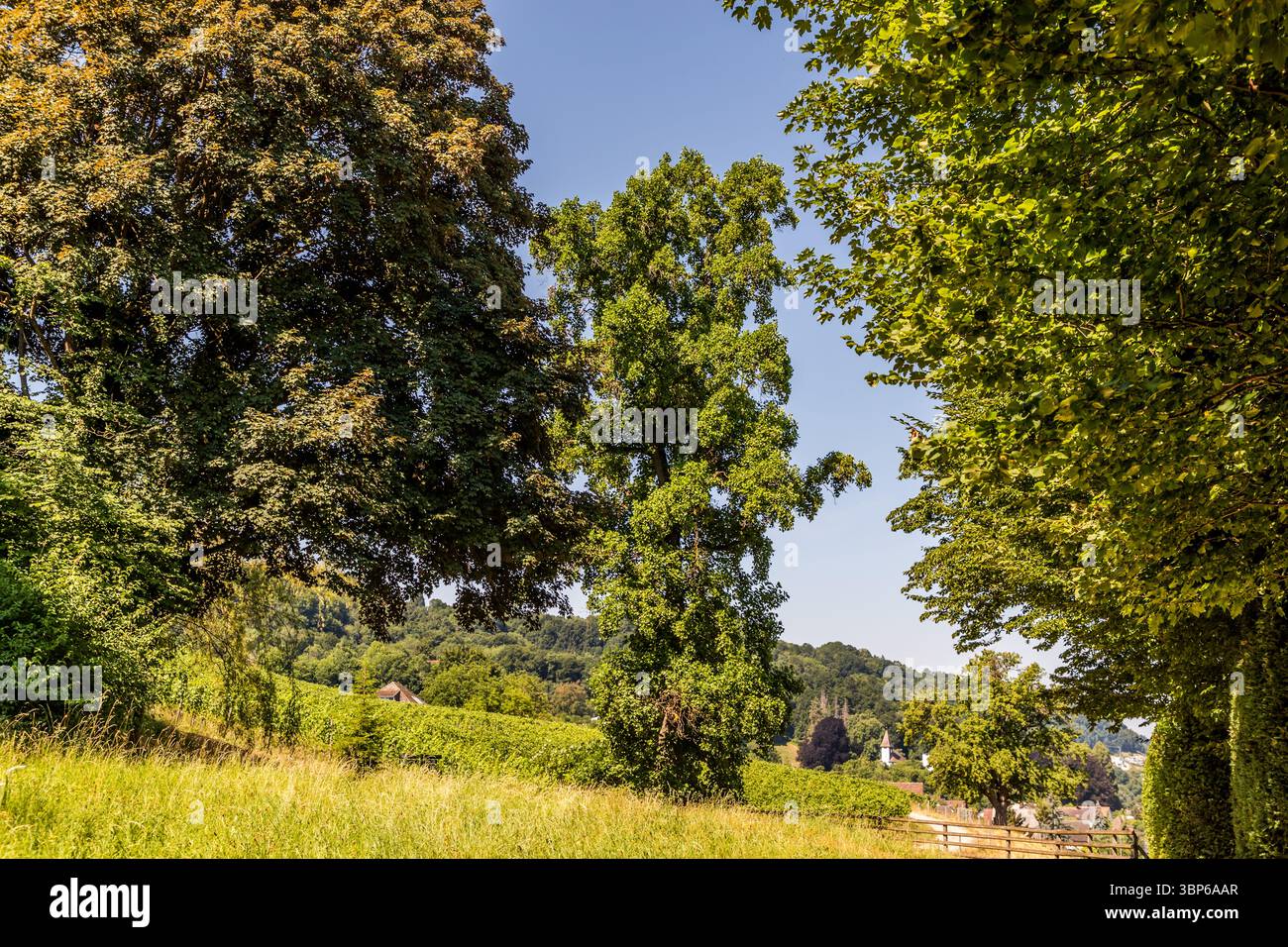 Der Tulpenbaum (Liriodendron tulipifera) stammt ursprünglich aus Nordamerika. Der Baum, der schnell und gerade und schmal wächst, passt sich gut an den Klimawandel an. Arenenberg, Salenstein, Thurgau, Schweiz Stockfoto