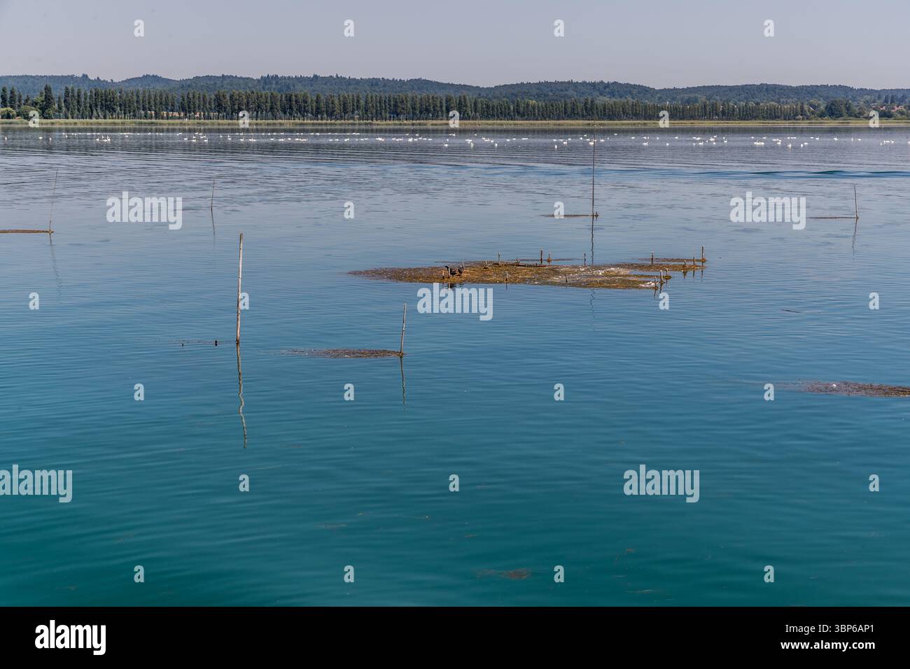 Pappelallee am Bodesnsee zwischen der Insel Reichenau und dem Wollmatinger Ried Stockfoto