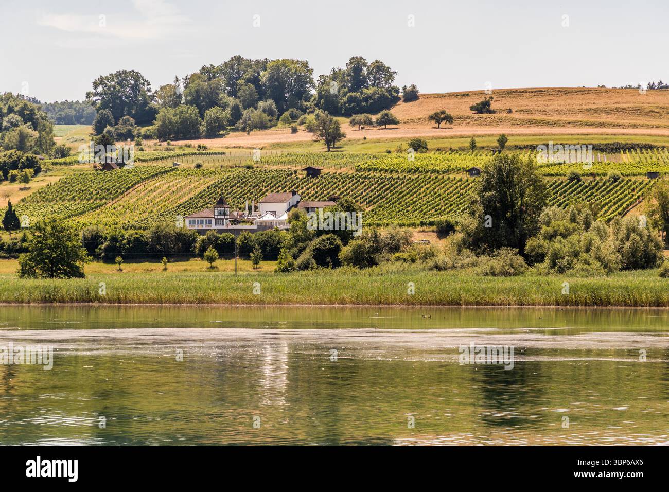 Gebäudekomplex mit Weinbergen am Hang über dem Bodensee. Riedstrasse, Ermatingen, Thurgau, Schweiz Stockfoto