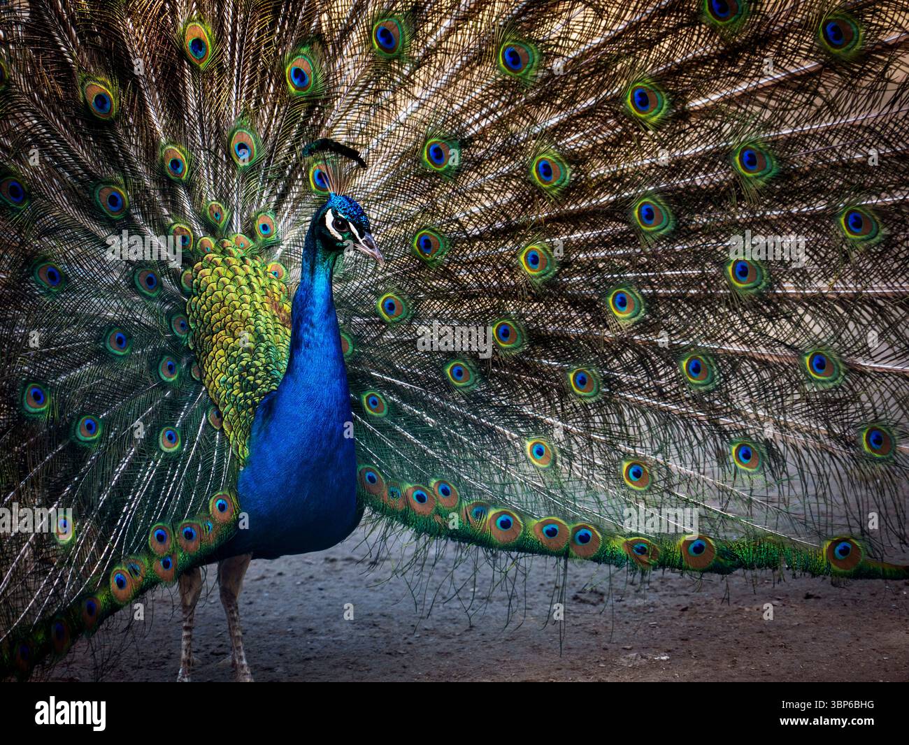 Ein lebendiger Pfau mit farbenfrohen Federn in Blau-, Grün- und Goldtönen. Die komplizierten Muster der Federn erzeugen einen Stunni Stockfoto