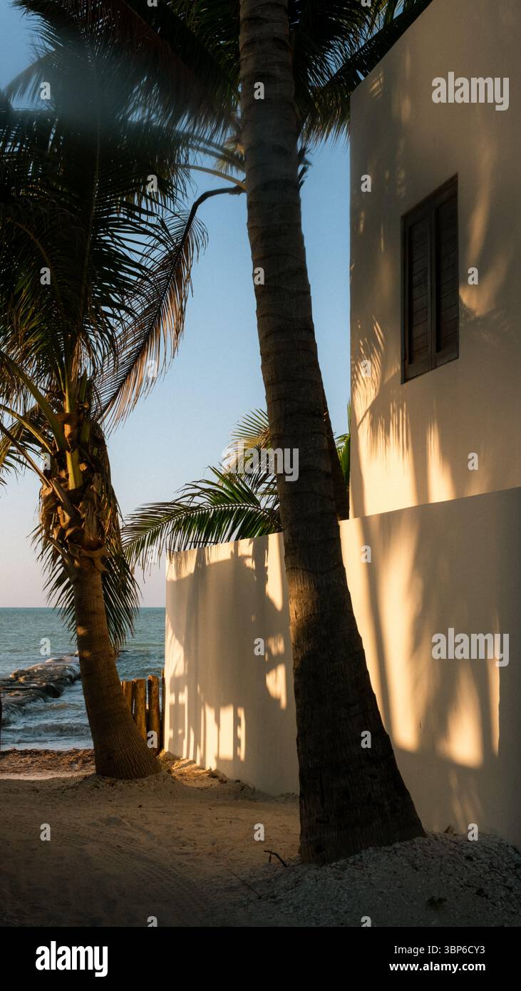 Palmenschatten an der ecrufarbenen Wand bei Sonnenuntergang in Holbox, Mexiko. Warmes goldenes Licht, Meer am Horizont sichtbar. Tropische, friedliche Atmosphäre. Stockfoto