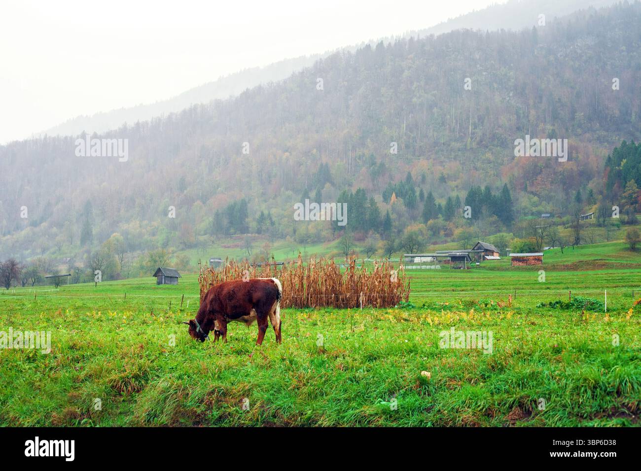Jungbulle weidet auf grüner Herbstweide bei strömendem Regen. Kalb auf üppiger Herbstwiese bei starkem Regen, kaltem Regentag. Hausrinder fressen auf der Ebene in Su Stockfoto