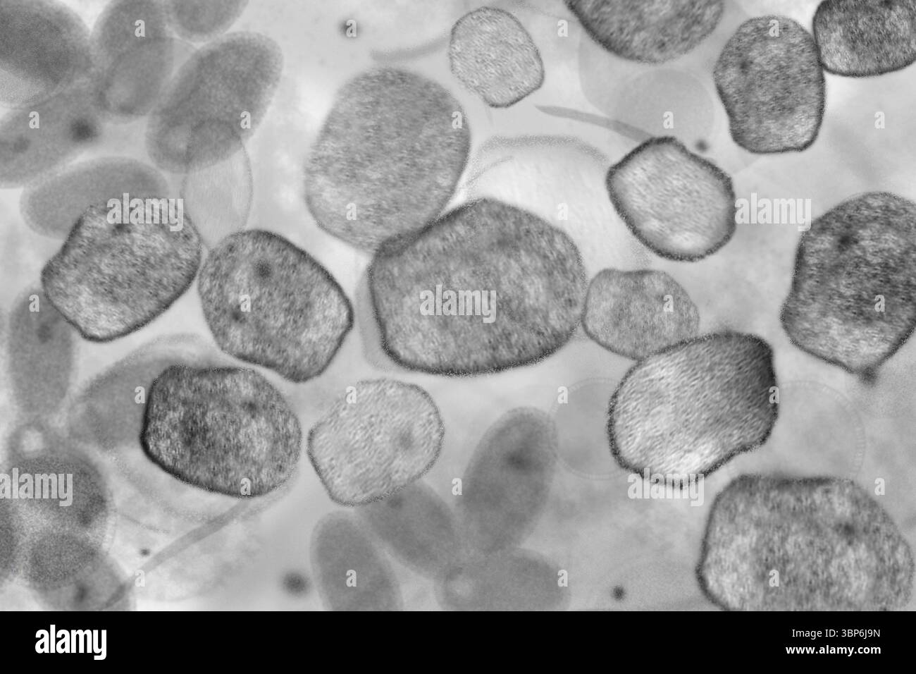 Nahaufnahme des Mikroskopbildes eines infektiösen Virus, einer Zelle oder eines Erregers. Symbolische Darstellung infektiöser Viren unter dem Mikroskop, zum Beispiel Influenzaviren, Pocken, Masern oder ähnliches. Medizinische Erforschung und Erforschung von Krankheiten und Gesundheitskonzept. Health care03 Virus Stockfoto