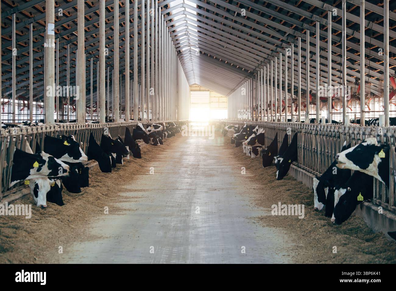 Tagebuch Kühe in modernen freien Viehstall. Stockfoto