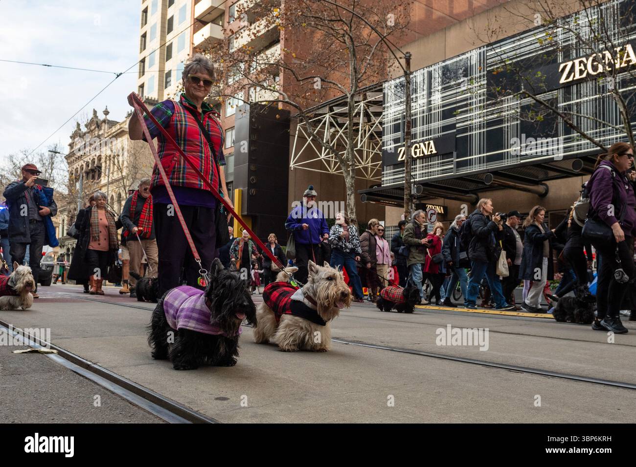 Ein Scottish Terrier mit Schottenkartoffeln läuft stolz an der Seite der Paradebesucher während der Feierlichkeiten zum Melbourne Tartan Day 2024. Die Melbourne Tartan Day Parade ist eine jährliche Feier des schottischen Erbes, bei der Piper, Tänzer und Community-Gruppen in einer lebhaften Präsentation des Nationalstolzes zusammenkommen. Die Veranstaltung findet im Herzen der Stadt statt und ehrt die Unterzeichnung der Deklaration von Arbroath im Jahr 1320, einem Eckpfeiler der schottischen Identität und einem Symbol der Selbstbestimmung. Die Teilnehmer ziehen in traditioneller Highland-Kleidung mit Clan-Bannern und musikalischen Ensembles, während die Saltyre hoch fliegt Stockfoto