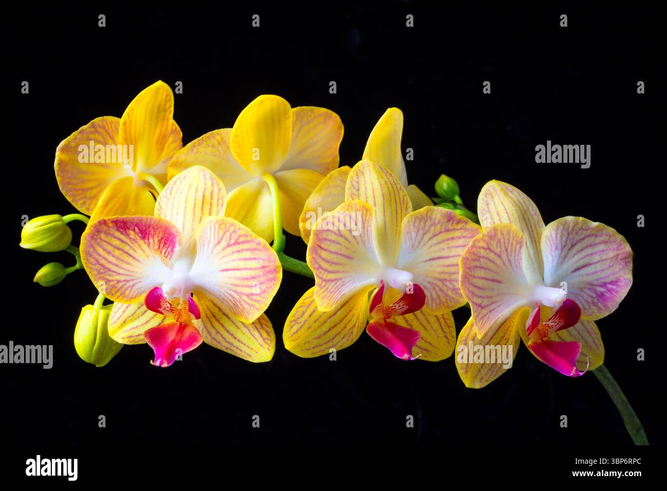 Gelbes Orchideenasche Bramch Stillleben Vor Schwarzem Hintergrund Stockfoto