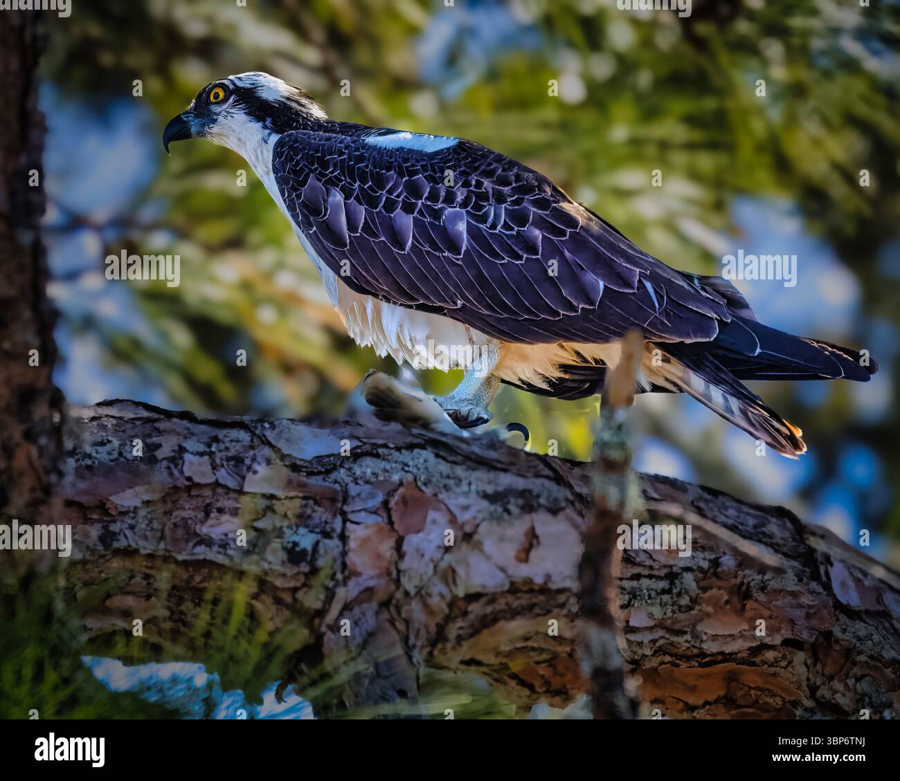 Ein Osprey steht auf einem Baumzweig. Stockfoto
