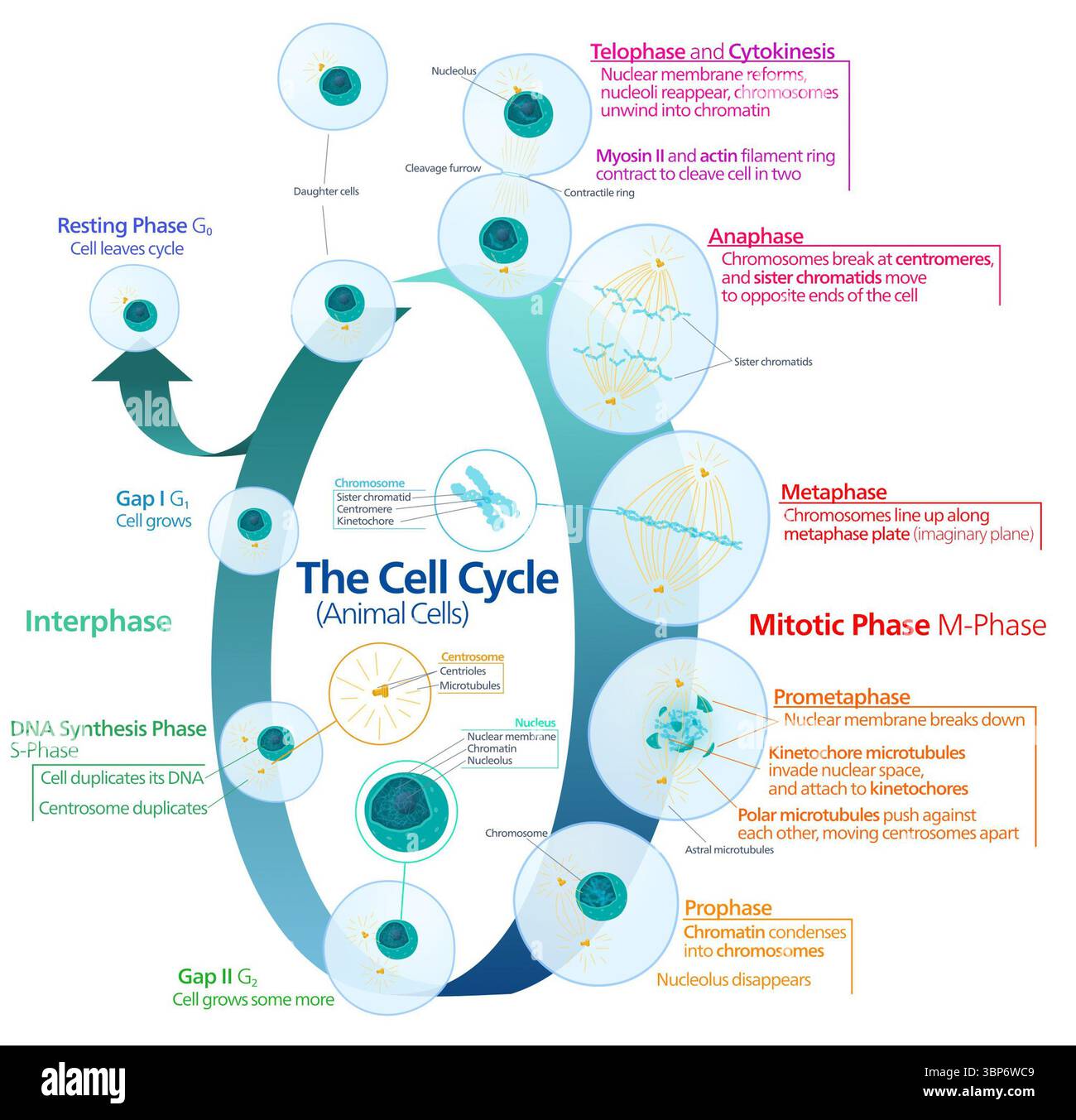 Diagrammdarstellung des tierischen Zellzyklus mit Interphase (G₁, S, G₂) und mitotischer Phase (M-Phase), einschließlich detaillierter Stadien der Prophase, Prometaphase, Metaphase, Anaphase, Telophase, und Zytokinese. Stockfoto