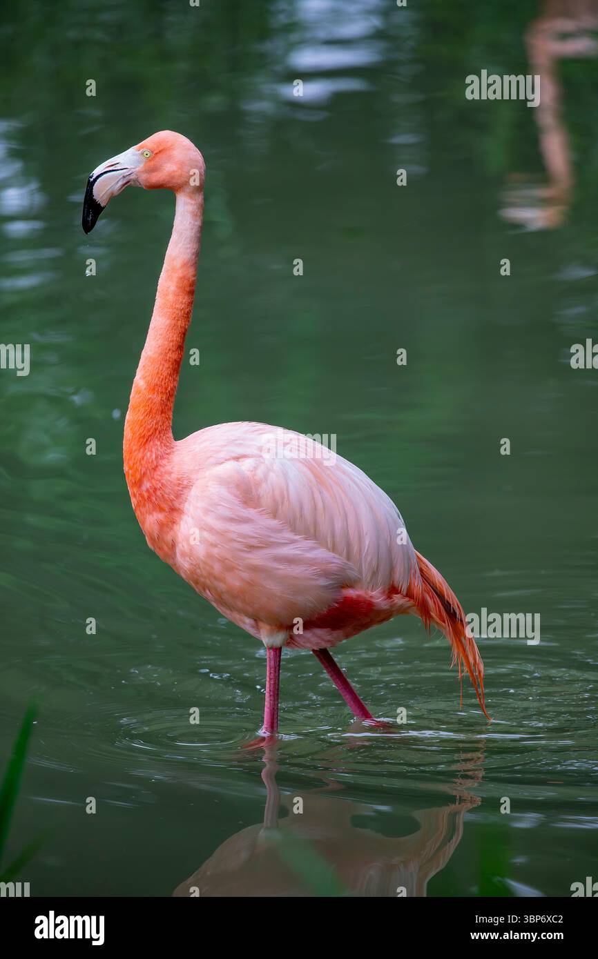 Der amerikanische Flamingo (Phoenicopterus ruber) ist ein großer Watvogel mit rötlich-rosa Gefieder. Wie alle Flamingos legt er ein einziges kalkweißes Ei Stockfoto
