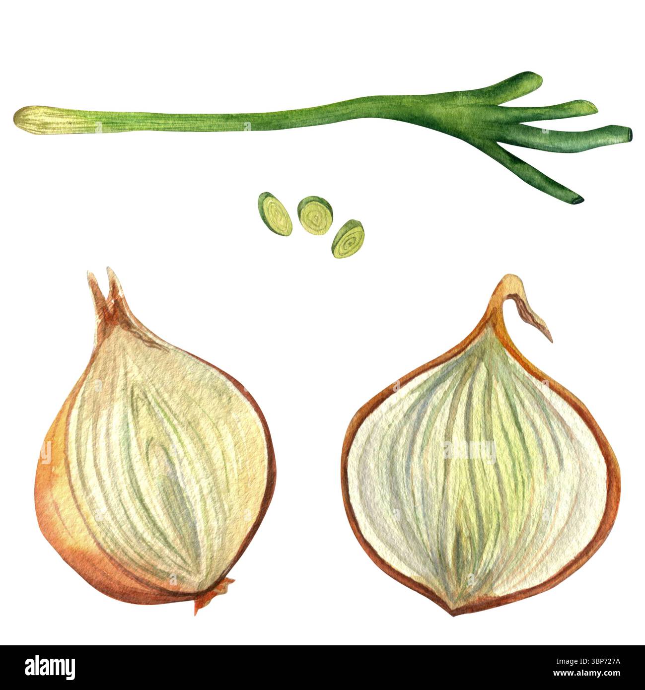 Grüne Zwiebeln, Scheiben, goldene Zwiebelhälften - Aquarellillustration, isoliert auf transparentem Hintergrund. Handgezeichnet, für Einladungen, Karten und Design Stockfoto