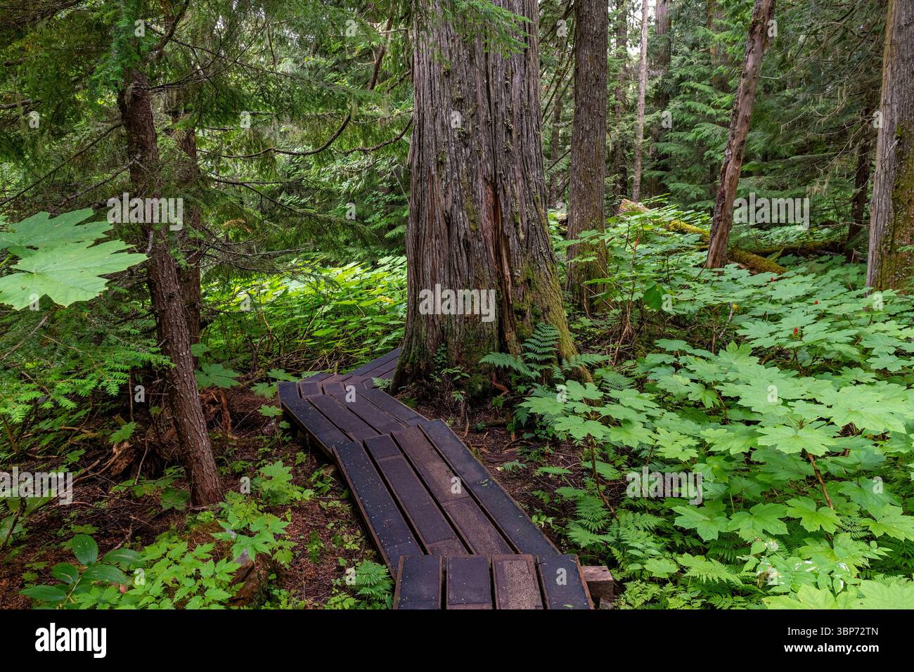 Westliche rote Zedern (Thuja plicatain) und Wanderweg im Chun T’oh Whudujut Ancient Forest Provincial Park, Prince George, British Columbia, Kanada. Stockfoto