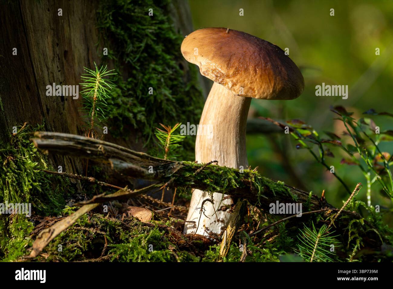 Eine Nahaufnahme eines großen Pilzes, der in einer Waldumgebung wächst, mit grünem Moos und kleinen Pflanzen im Blick. Stockfoto