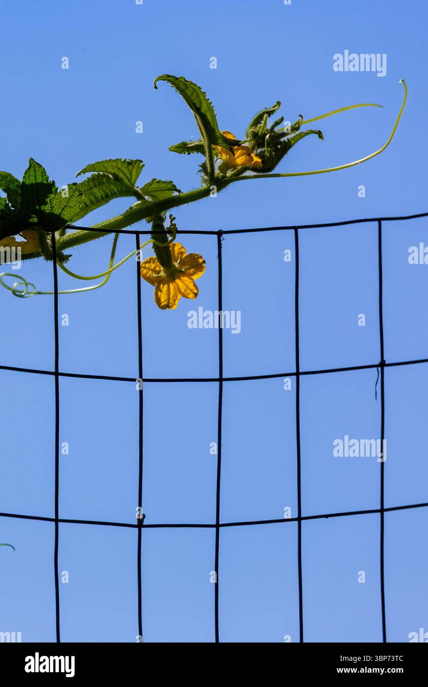 Eine blühende Gurkenrebe wächst über einem Drahtzaun. Stockfoto