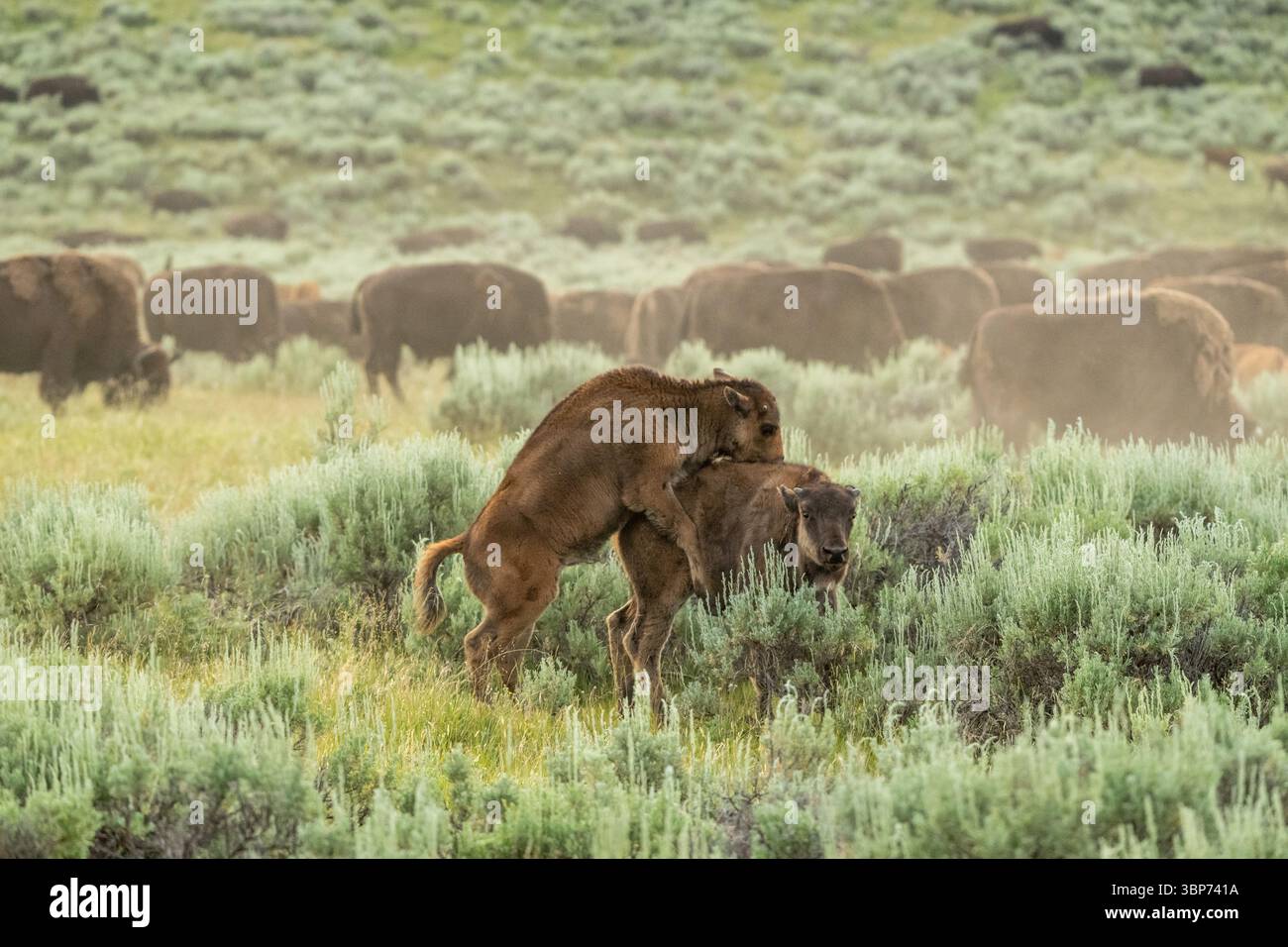 Zwei junge Bison spielen am Rande der Herde in Yellowstone Stockfoto