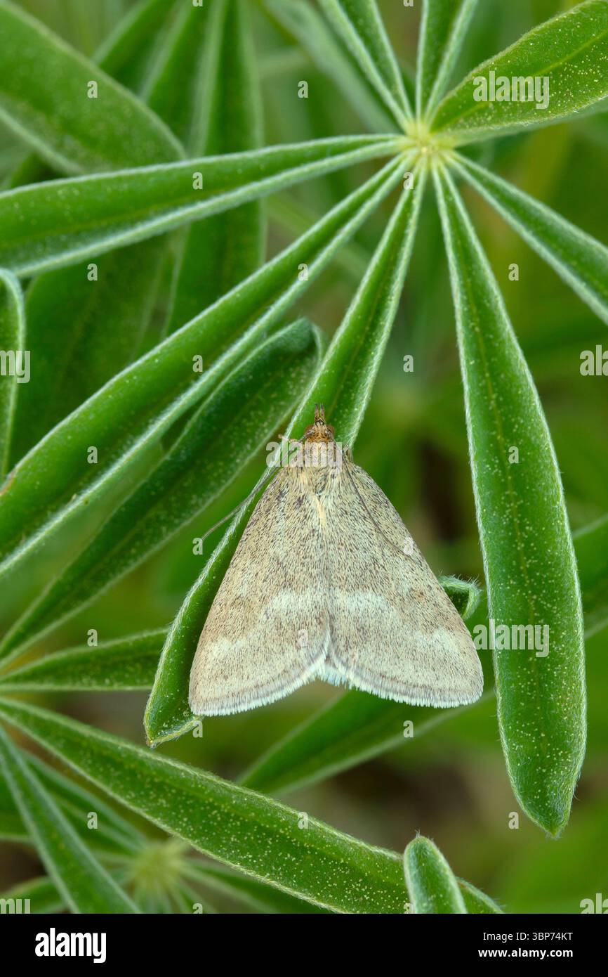 Motten auf Lupinen entlang des Iron Mountain Trail, Willamette National Forest, Oregon Stockfoto