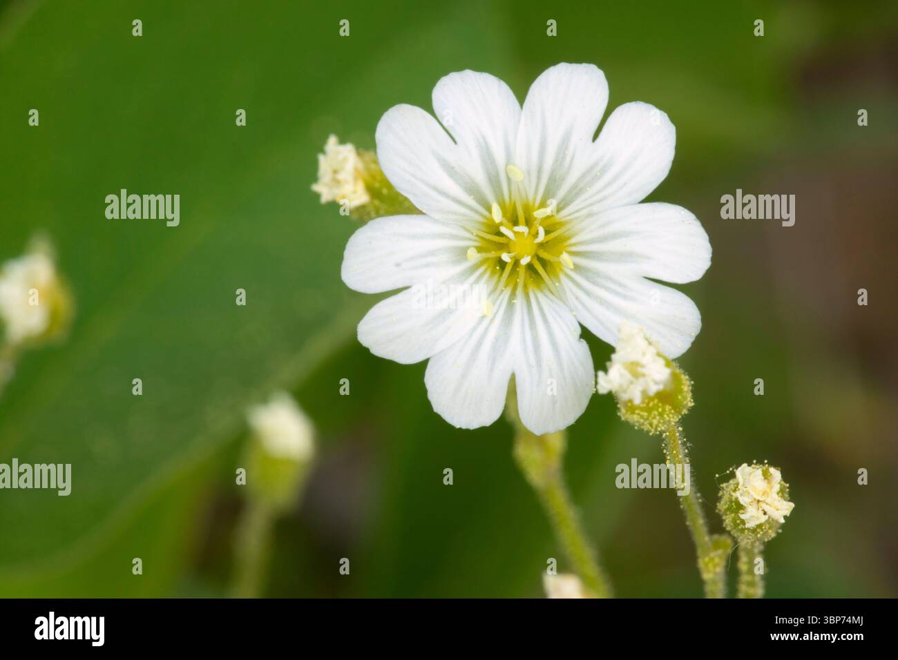 Feldweed (Cerastium arvense) entlang des Iron Mountain Trail, Willamette National Forest, Oregon Stockfoto