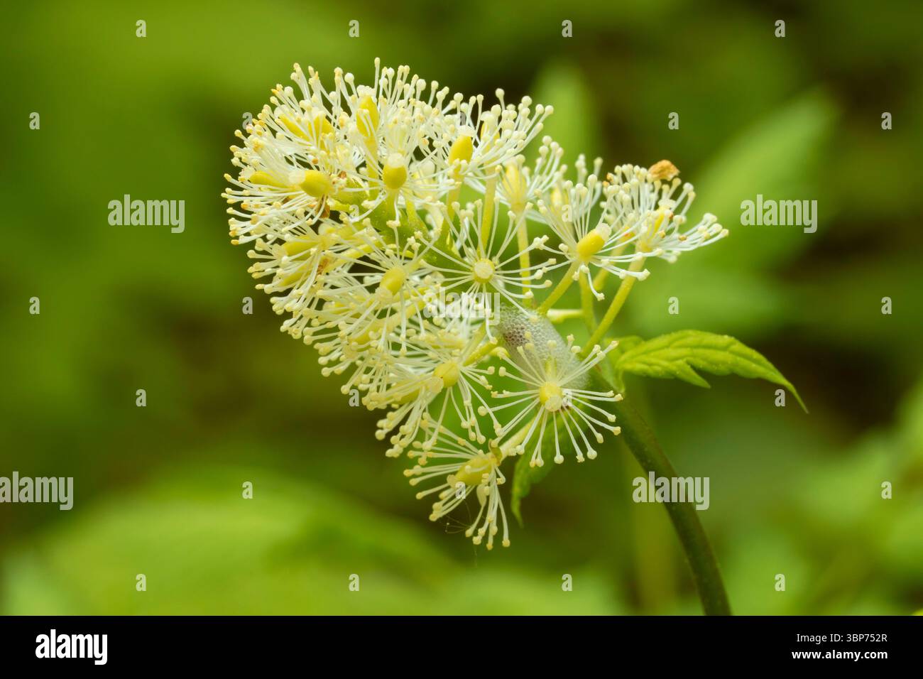 Baneberry (Actaea rubra) entlang des Iron Mountain Trail, Willamette National Forest, Oregon Stockfoto