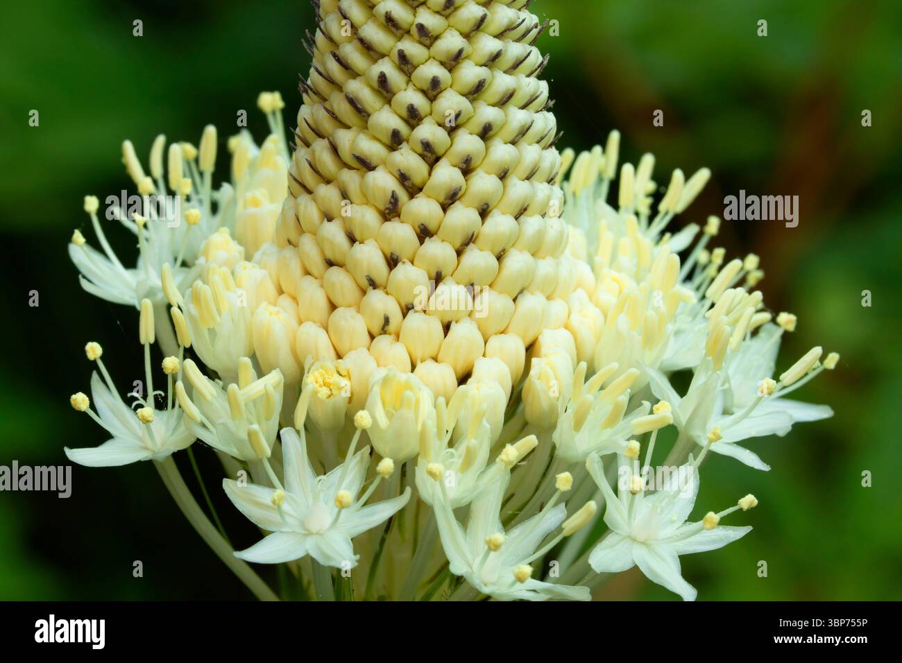 Beargrass (Xerophyllum tenax) entlang des Iron Mountain Trail, Willamette National Forest, Oregon Stockfoto