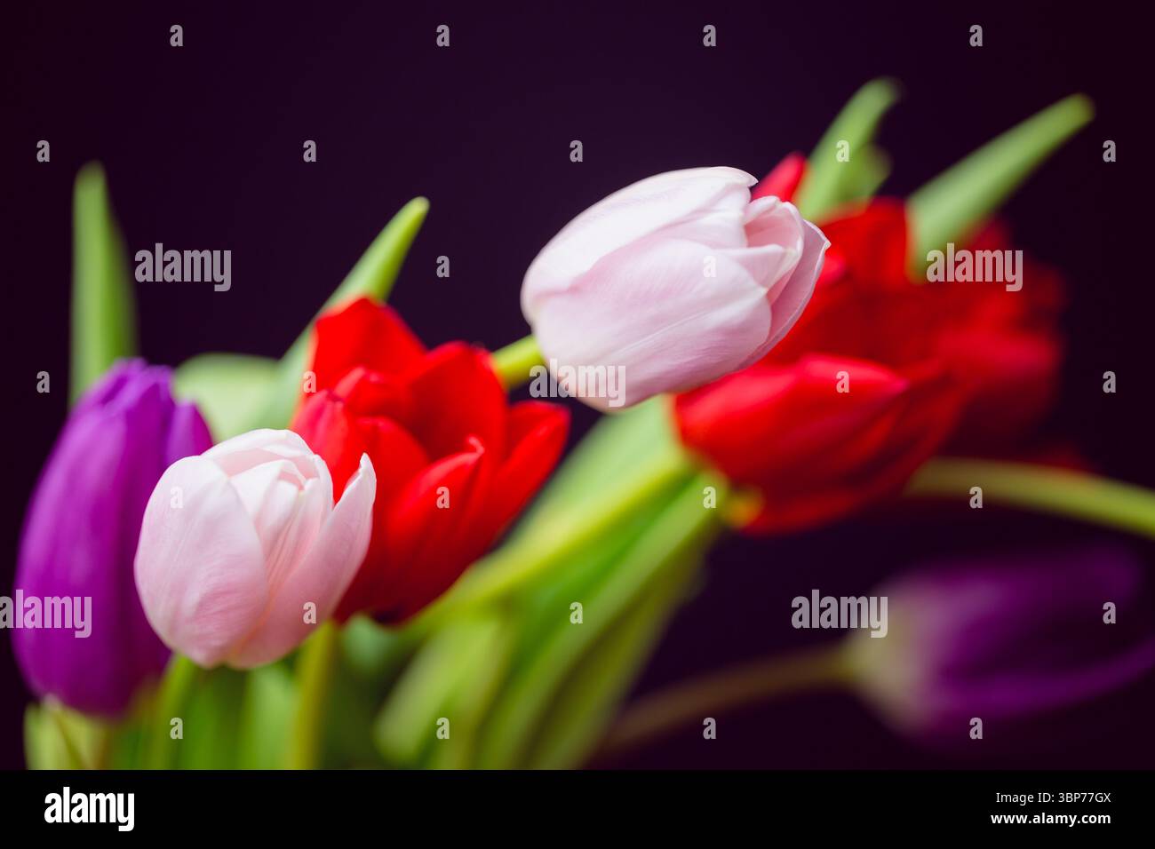 Rosafarbenes, violettes Tulpenstrauß wird in flachem Design mit dunklem, nahtlosem Hintergrund gezeigt Stockfoto