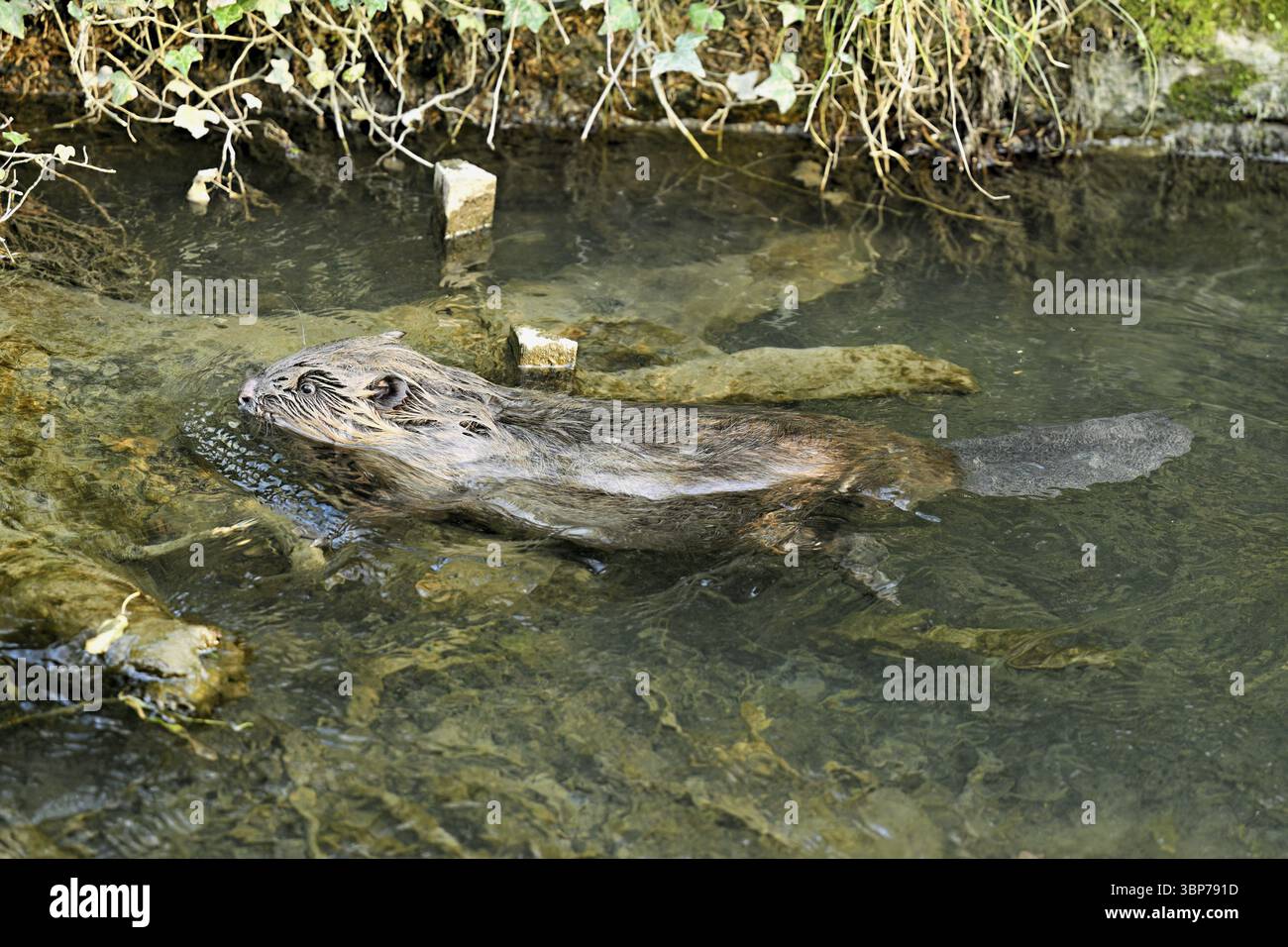 Eurasischer Biber, Europäischer Biber (Castorfaser), Schwimmen in einem Bach, Kanton Zug, Schweiz, Europa Stockfoto