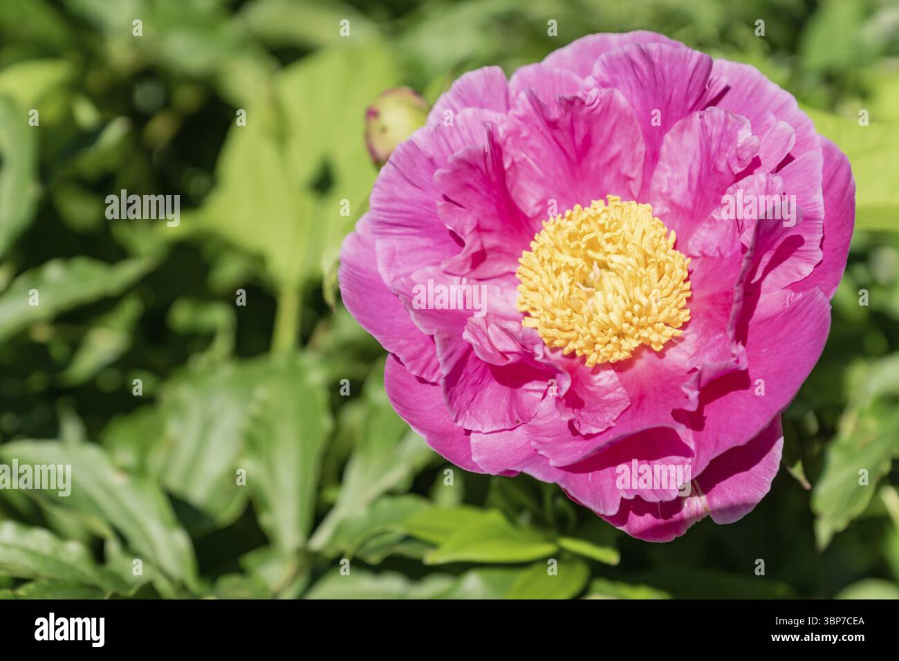 Farnblatt Pfingstrose Paeonia tenuifolia, hellrosa Blüte mit gelben Staubblättern aus der Nähe Stockfoto