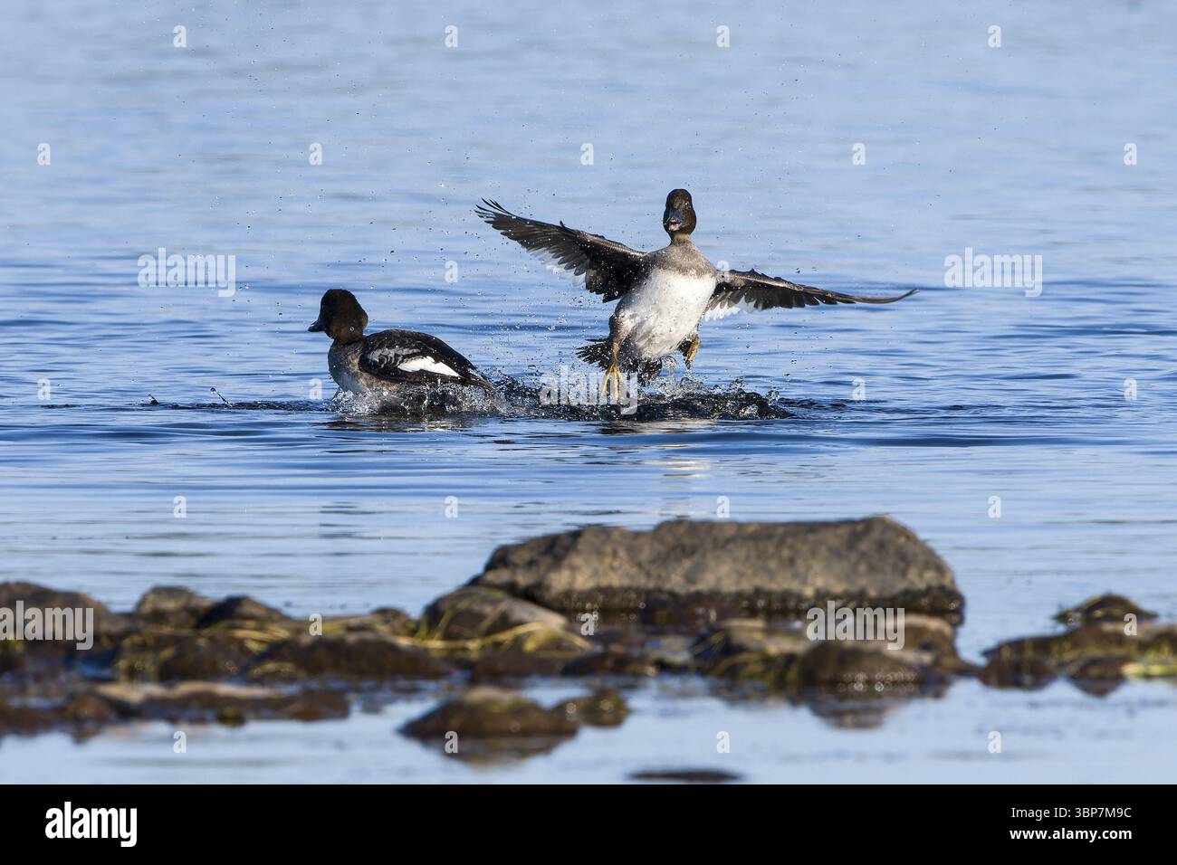 Juvenile Schellenten (Bucephala clangula) beim spielen. Juveniles Goldaugenspiel (Bucephala clangula) Stockfoto
