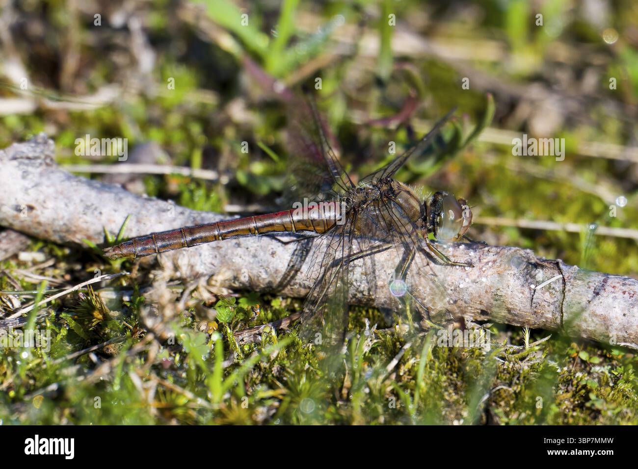 Common Darter Libelle (Sympetrum striolatum) weiblich. Große Heidelibelle (Sympetrum striolatum) Weibchen Stockfoto