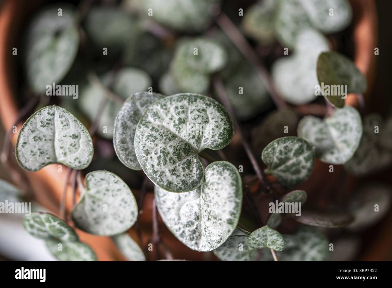 Liebe zimmerpflanze -Fotos und -Bildmaterial in hoher Auflsung  Alamy