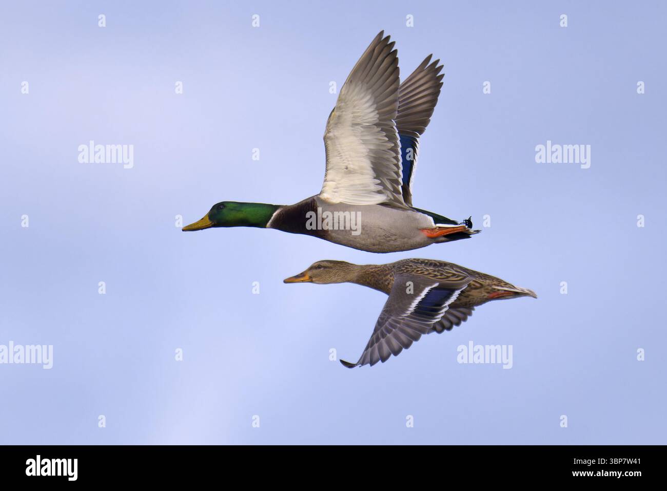 Stockenten im Flug. Stockenten im Flug Stockfoto