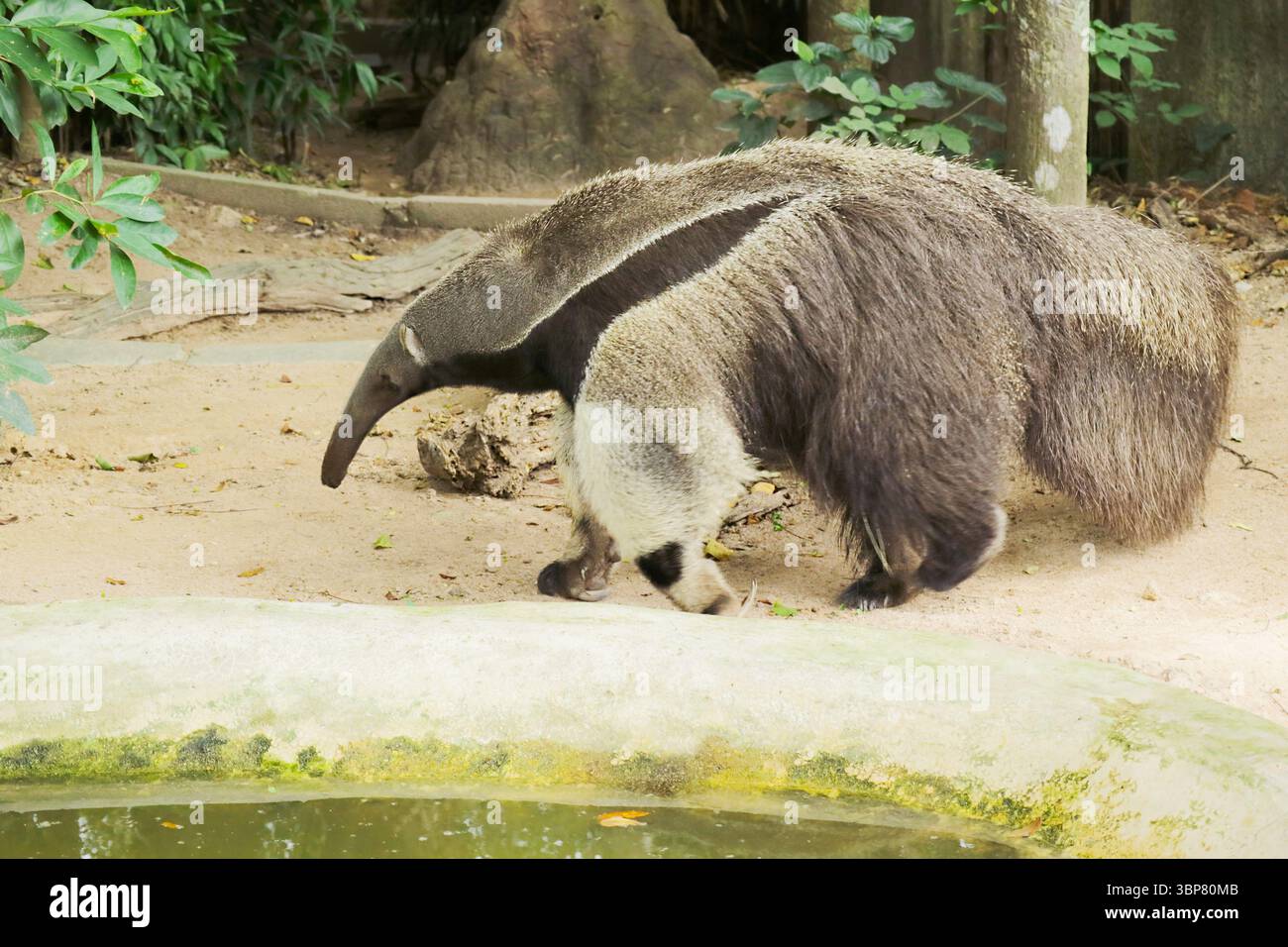Riesige Ameisenantie, die sich in Open Zoo's Enclosure, einem erstaunlichen insektenfressenden Säugetier, das in Mittel- und Südamerika beheimatet ist, entspannen Stockfoto