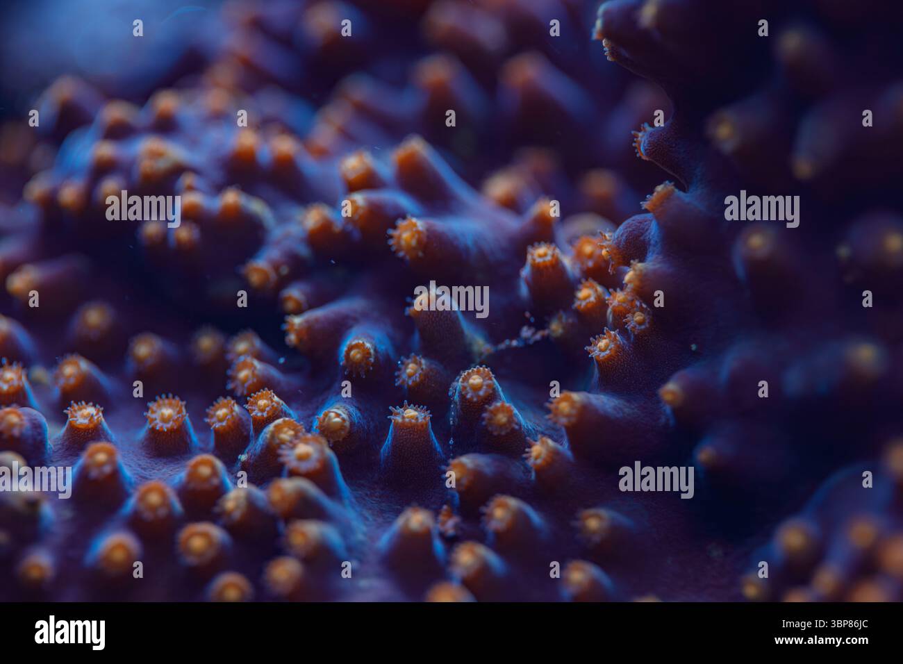 Makrobild der Korallenpolypen von Montipora SPS unter Wasser, die die Biodiversität der Meeresriffe und die Details des Ozeanökosystems zeigen Stockfoto