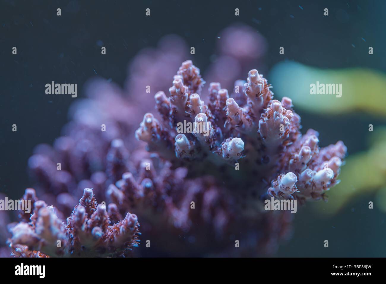 Makroansicht der Acropora SPS Korallenpolypen unter Wasser mit lebendiger Biodiversität und Schönheit des Meeresökosystems Stockfoto