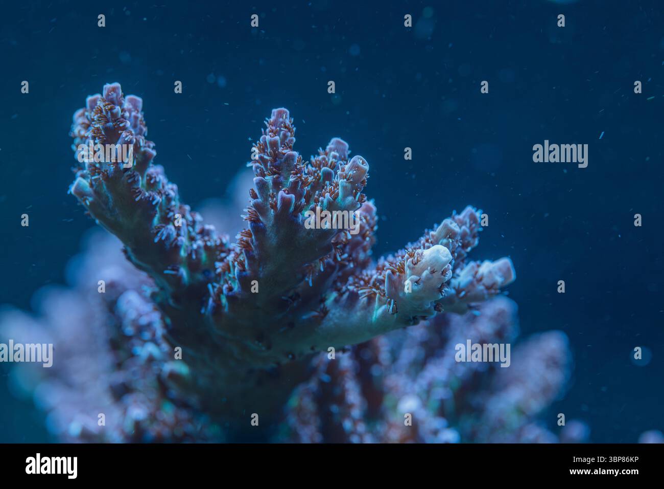 Makrofoto von Acropora SPS Korallen, die Polypen und Riffstrukturen in einem lebendigen Meeresökosystem zeigen Stockfoto