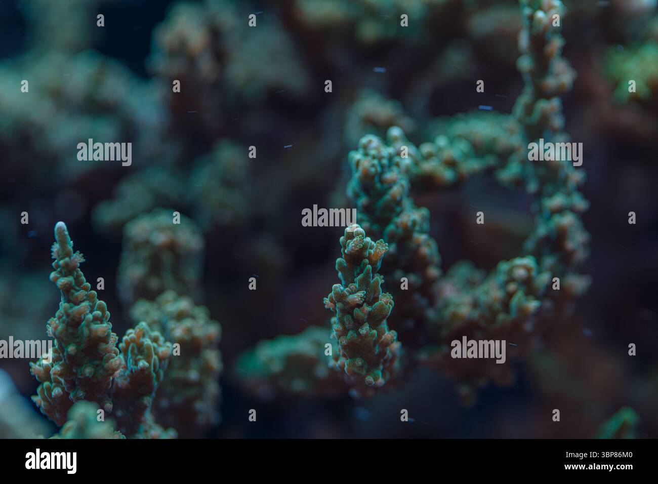 Nahaufnahme eines Makrofotos der Acropora millepora SPS-Koralle, das Polypen und Riffstrukturen in einem Meeresökosystem zeigt Stockfoto