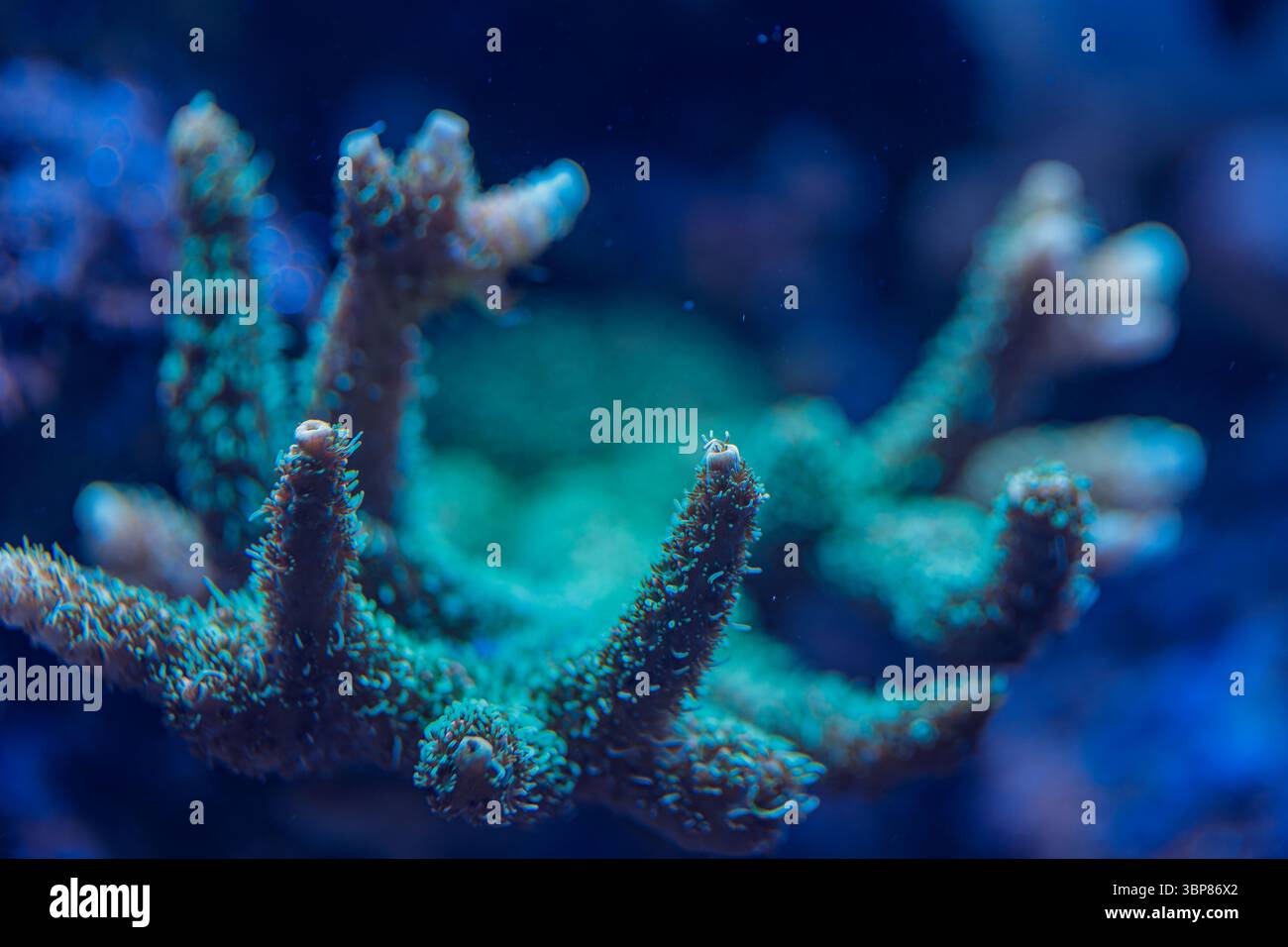 Makrobild der unter Wasser verzweigten Korallenpolypen von Acropora SPS, die die Vielfalt der Meeresriffe und das Ökosystem des Ozeans zeigen Stockfoto