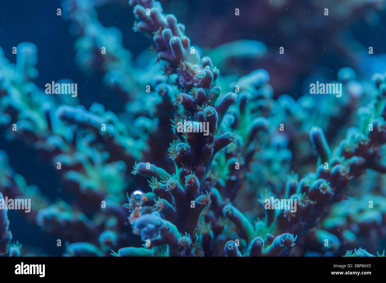 Makroaufnahme von Acropora tenuis SPS Korallenpolypen im Riff, die die biologische Vielfalt der Meere und das Unterwasser-Ökosystem im Detail zeigen Stockfoto
