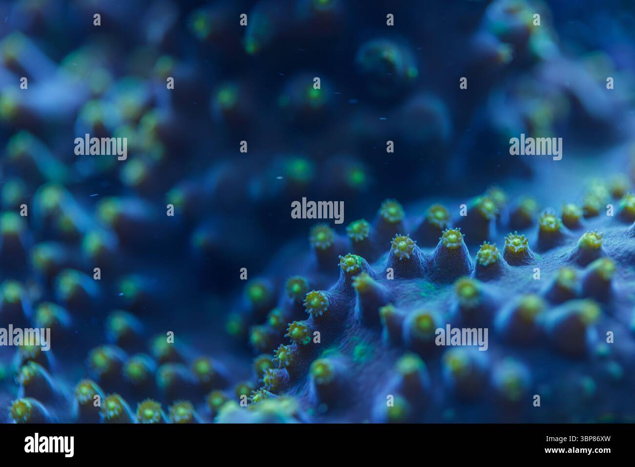 Makroansicht von Montipora SPS Korallenpolypen unter Wasser, die die biologische Vielfalt der Meere und das lebendige Riffökosystem zeigen Stockfoto
