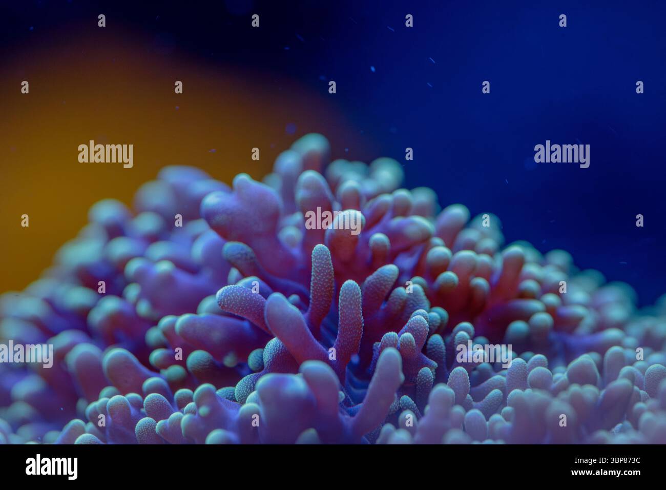 Makrobild der Euphyllia Hammerkoralle mit einzigartigen LPS Polypen und lebendigen Riffleben im Meeresaquarium unter Wasser Stockfoto