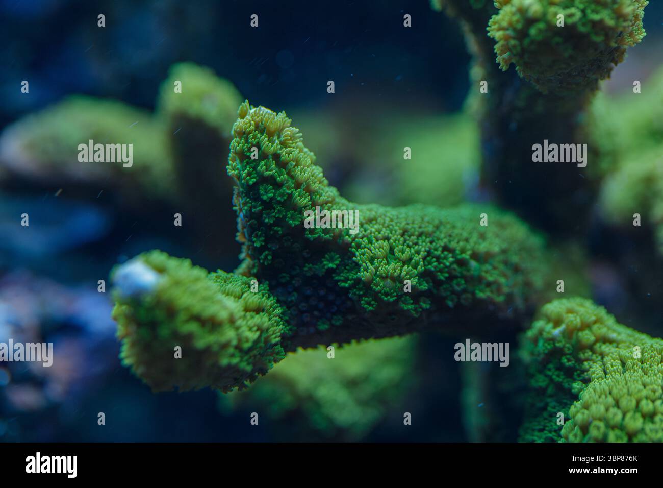 Makronaht der Montipora digitata SPS-Koralle mit leuchtenden grünen Ästen und Polypenstruktur im Meeresriff Stockfoto