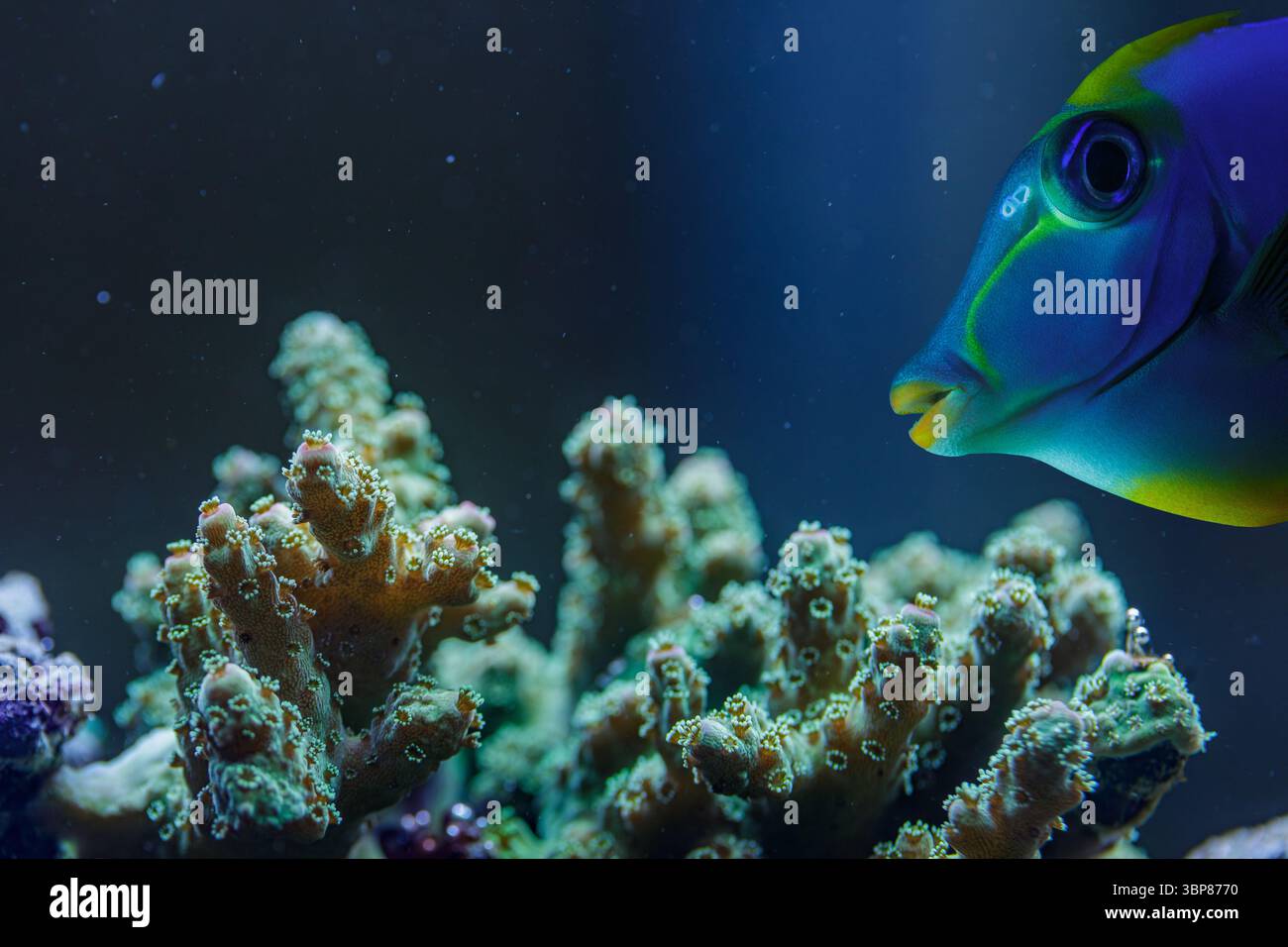 Blauer Tang schwimmt über Pocillopora SPS Steinkorallen mit ausgedehnten Polypen in einem lebendigen Meeresriff-Aquarium-Makro Stockfoto