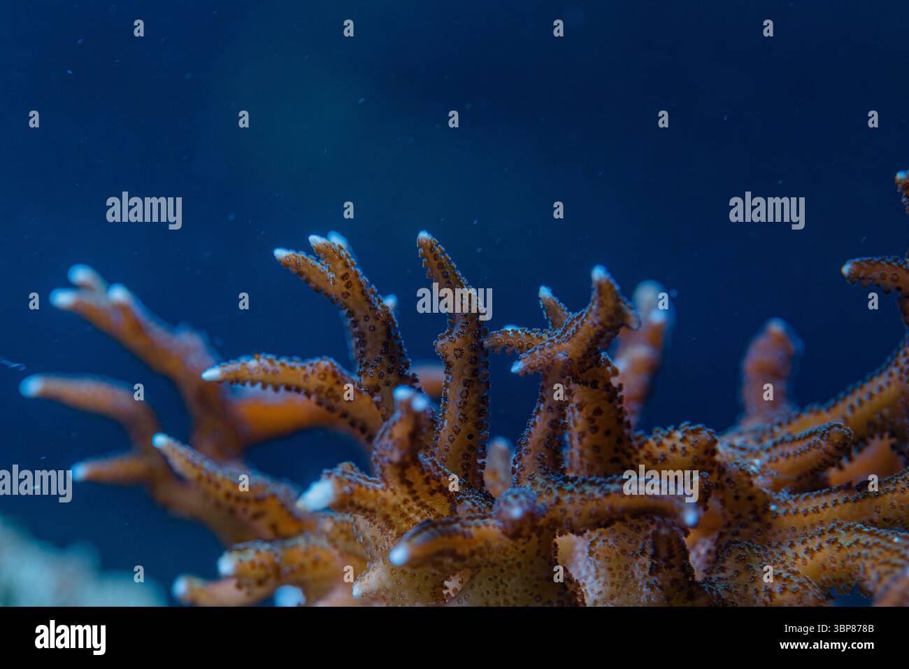 Makrofoto von Seriatopora Birds Nest SPS Steinkorallen mit Polypen und Ästen in einem lebendigen Meeresriffaquarium Stockfoto