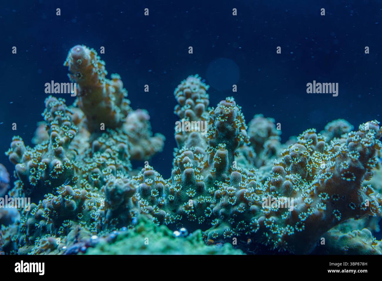 Detailliertes Makrofoto der Acropora SPS-Koralle mit ausgedehnten Polypen in einem tropischen Riff, das lebendige Unterwasserleben und Biodiversität zeigt Stockfoto