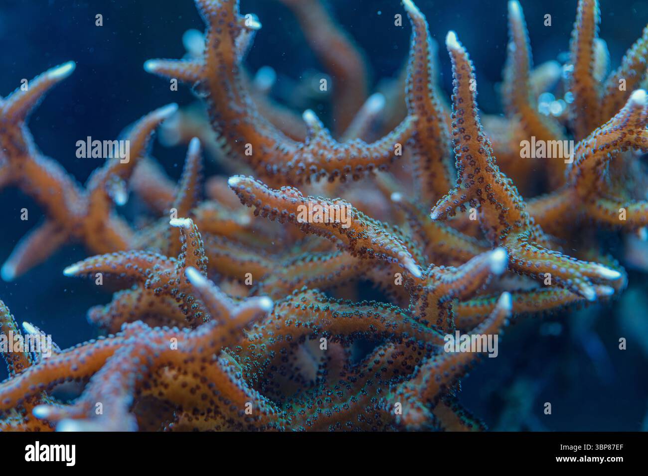 Makrofoto der Pocillopora damicornis SPS-Koralle mit Aststruktur und winzigen Polypen im Meereshabitat Stockfoto
