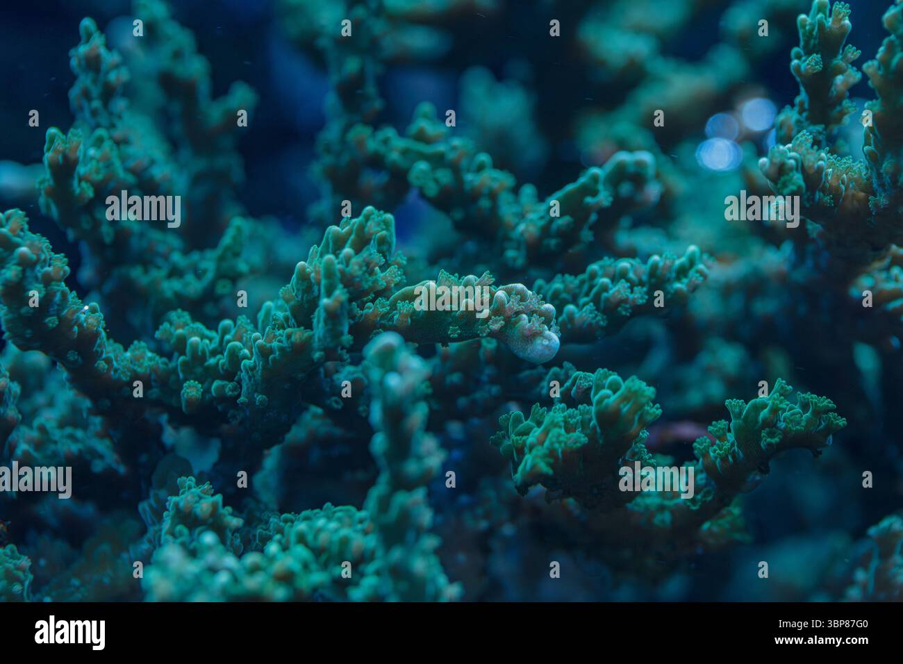 Makrofoto der Montipora digitata SPS-Koralle, die empfindliche Polypen und Riffstruktur im Meereshabitat zeigt Stockfoto