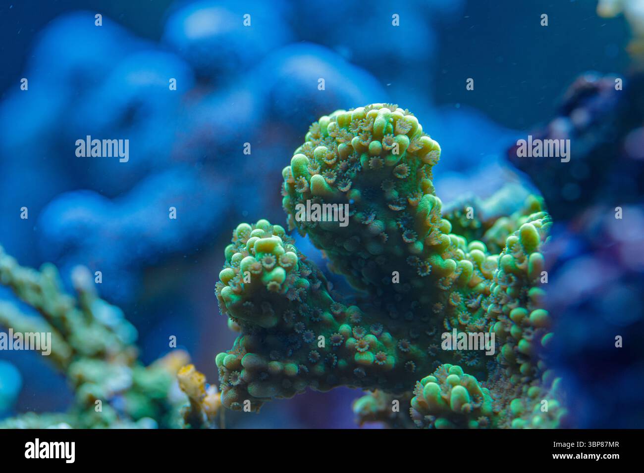 Makronaht des Acropora SPS Korallenzweigs mit leuchtenden grünen Polypen, die feine Meeresdetails in einer Riffumgebung zeigen Stockfoto