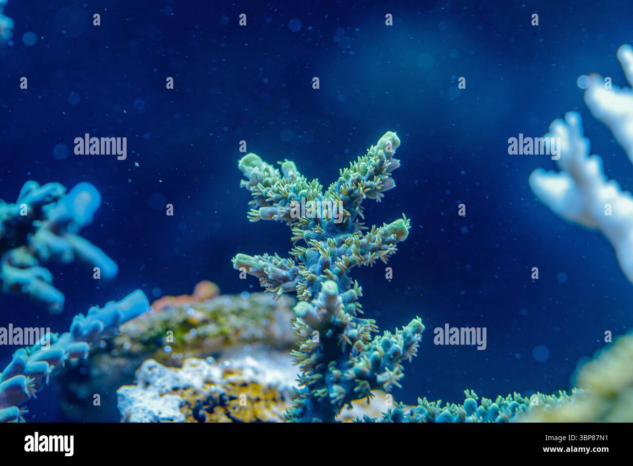 Nahaufnahme der Acropora SPS-Korallen mit ausgedehnten Polypen, die die Biodiversität der Riffe und die Schönheit des Meeresökosystems hervorheben Stockfoto