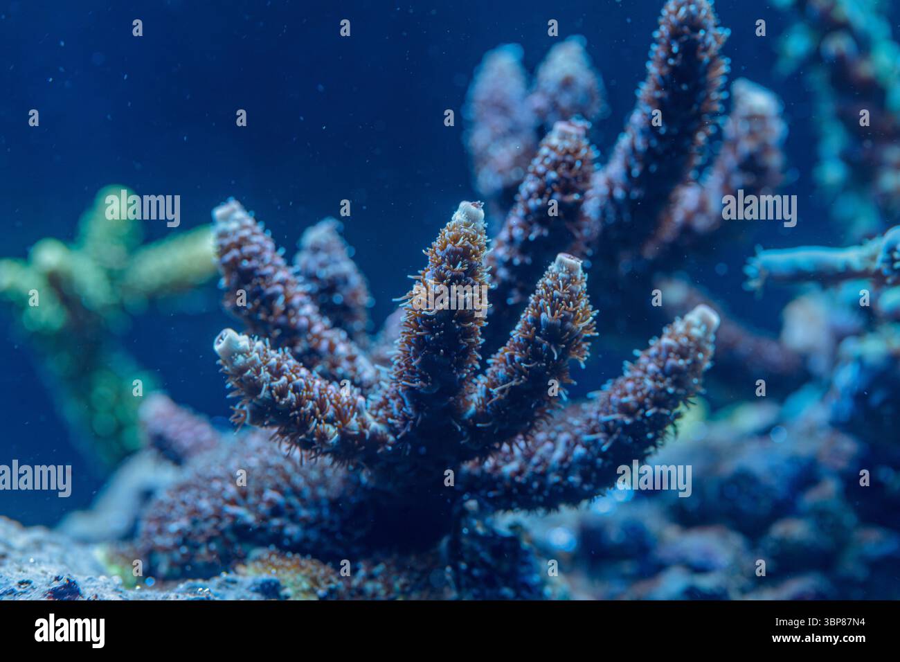 Detaillierte Makroaufnahme der Acropora SPS-Korallen mit ausgedehnten Polypen, die die Biodiversität der Riffe und das Meeresökosystem zeigen Stockfoto